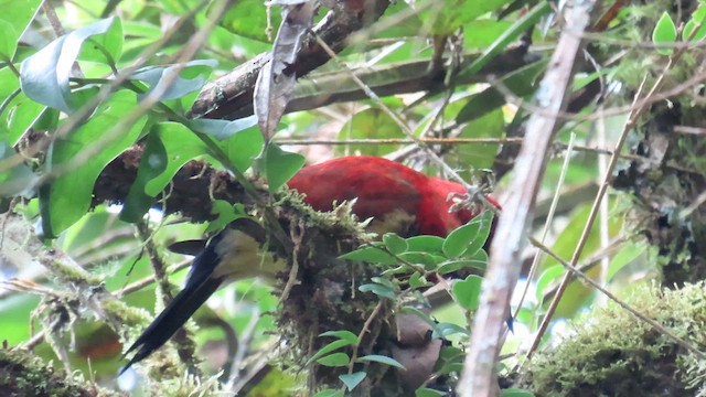 Crimson-mantled Woodpecker - ML622186175