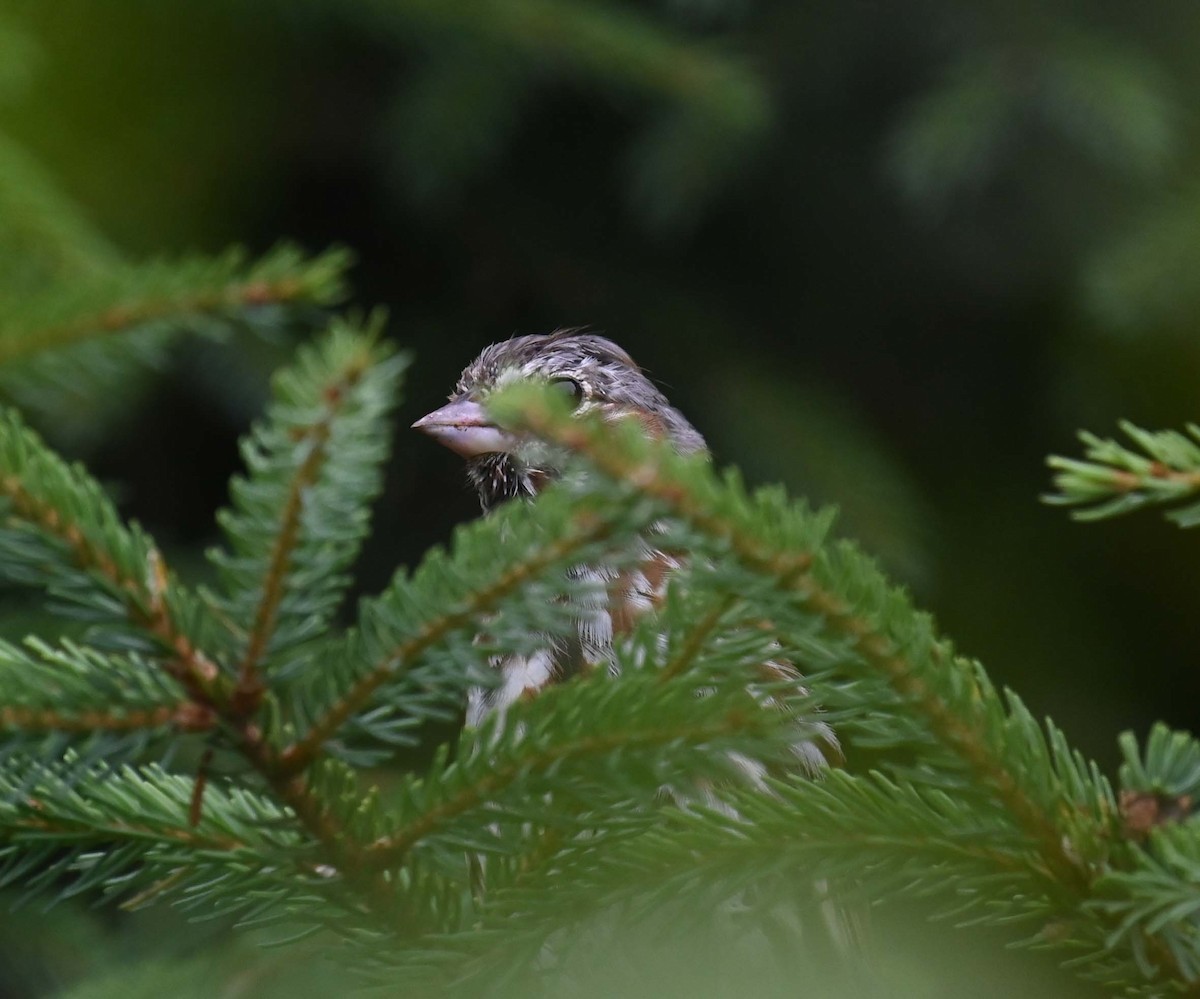 Fox Sparrow (Red) - ML622186178