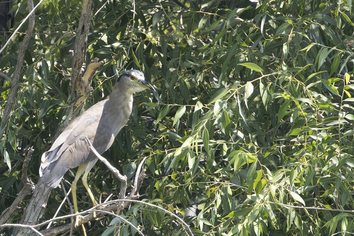 Black-crowned Night Heron - ML622186219