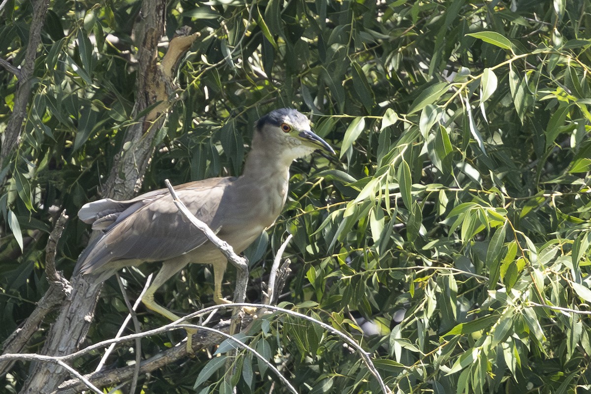 Black-crowned Night Heron - ML622186220