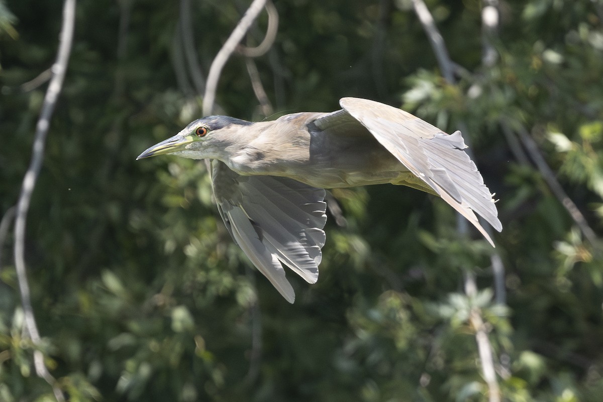 Black-crowned Night Heron - ML622186222