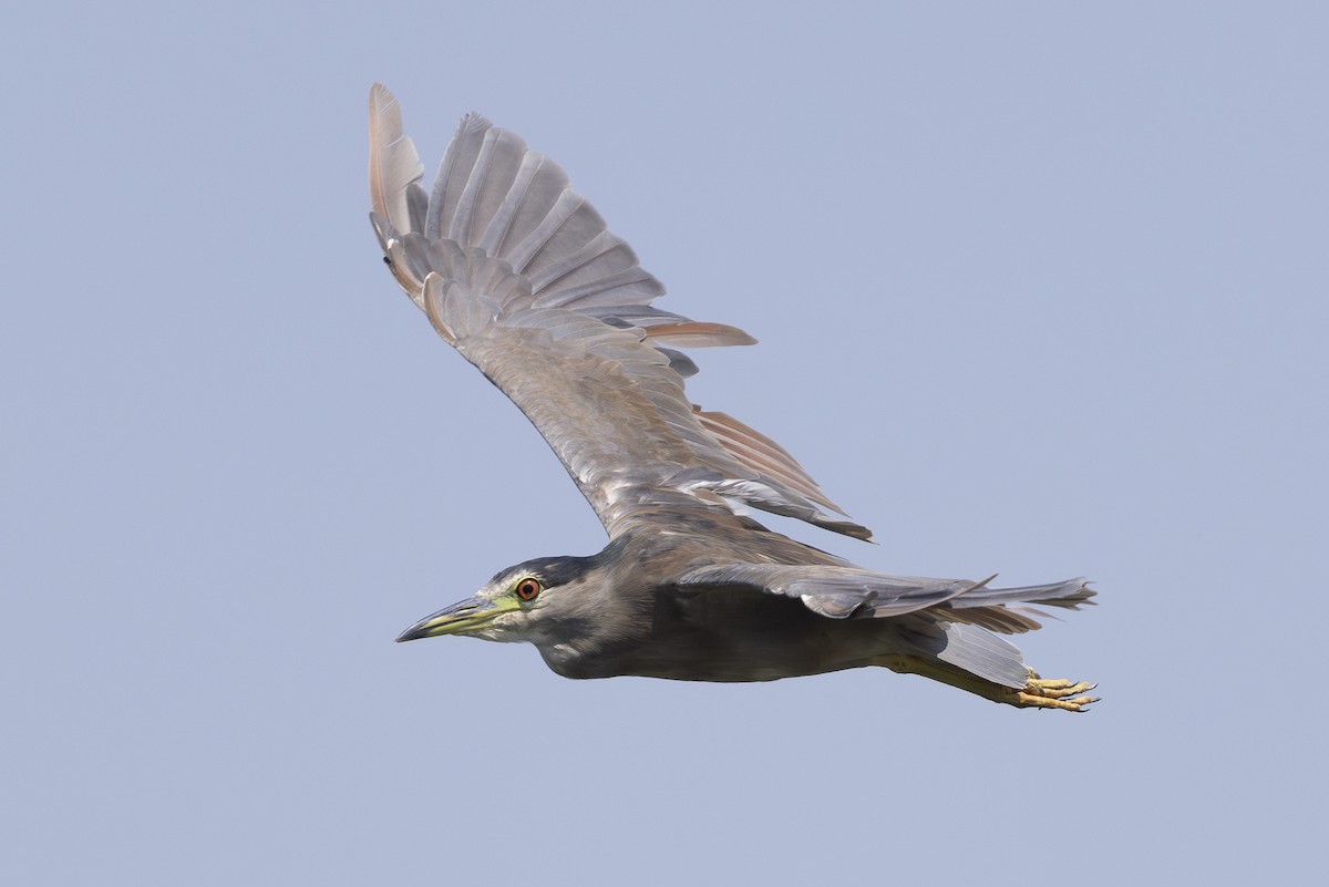 Black-crowned Night Heron - ML622186223