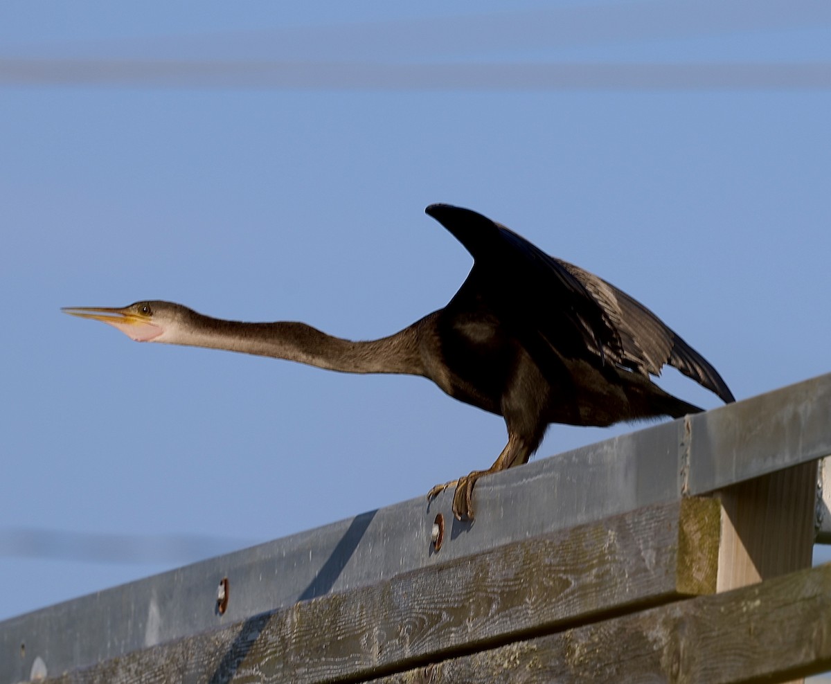 Anhinga - Dean Silvers