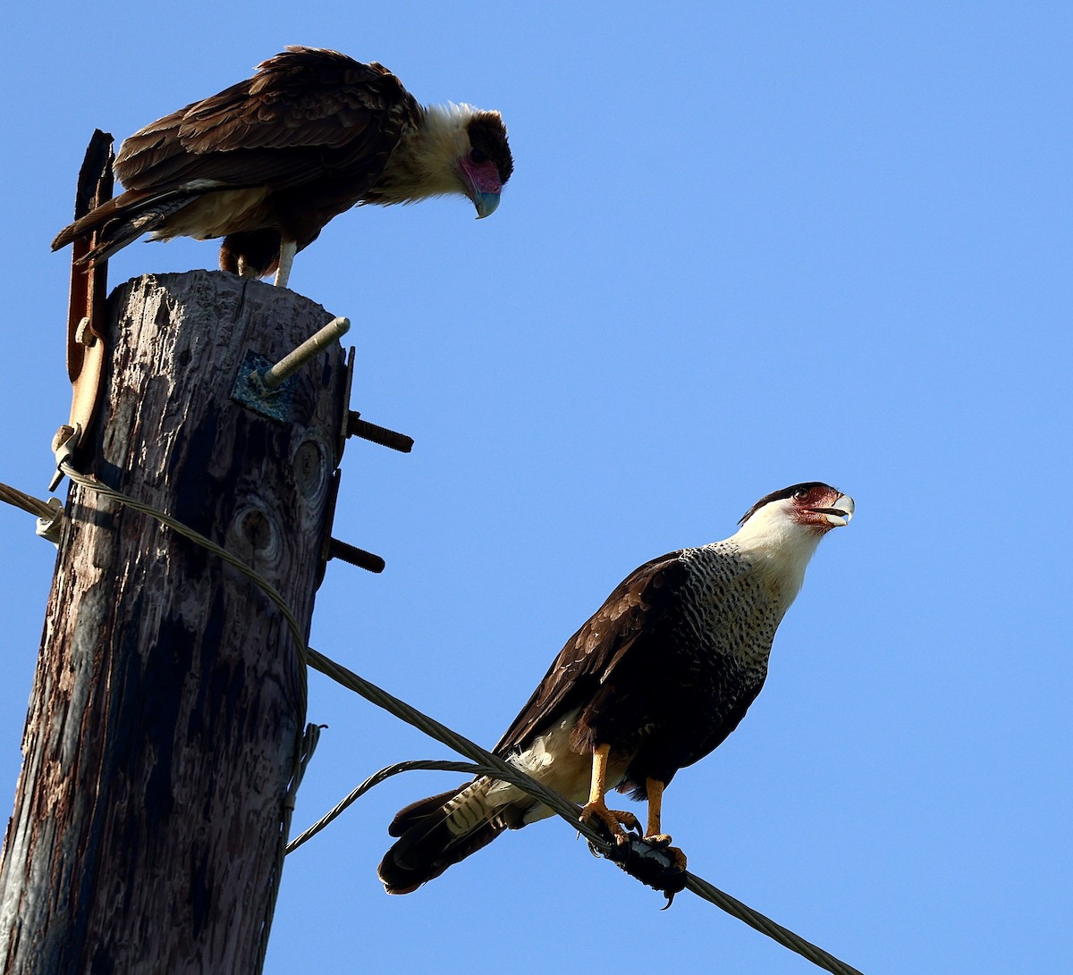 Crested Caracara - ML622186293