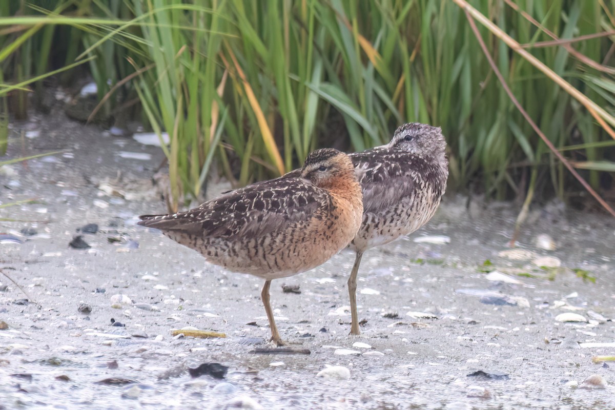 Short-billed Dowitcher (hendersoni) - ML622186302
