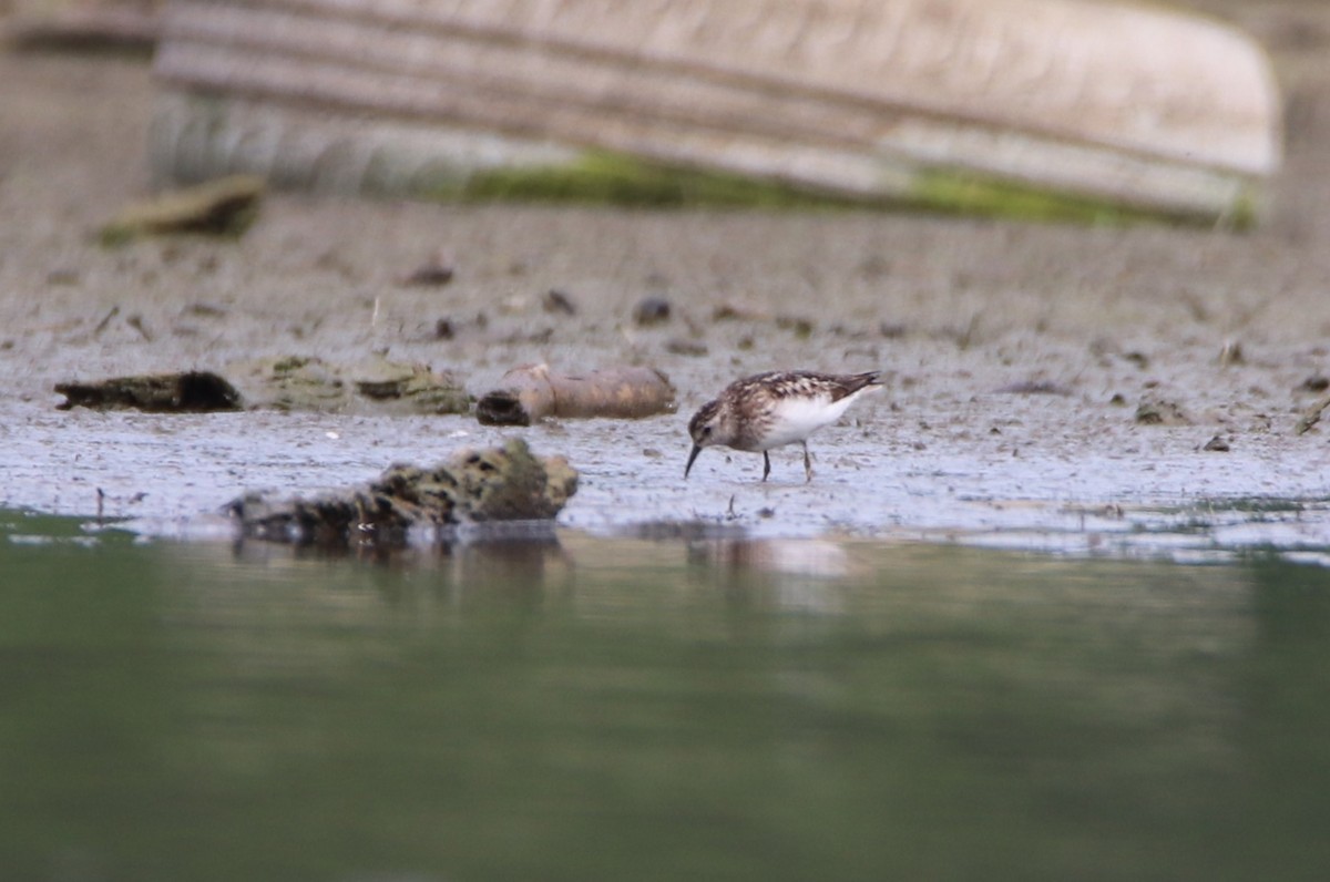 Least Sandpiper - ML622186330