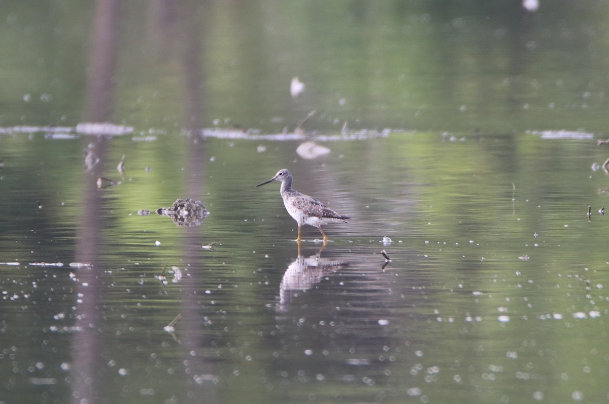 Greater Yellowlegs - ML622186342