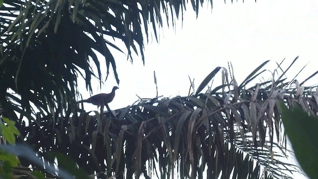 Rufous-headed Chachalaca - ML622186371