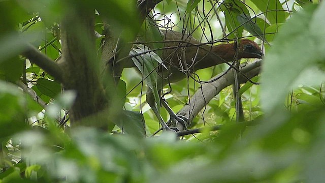 Rufous-headed Chachalaca - ML622186373