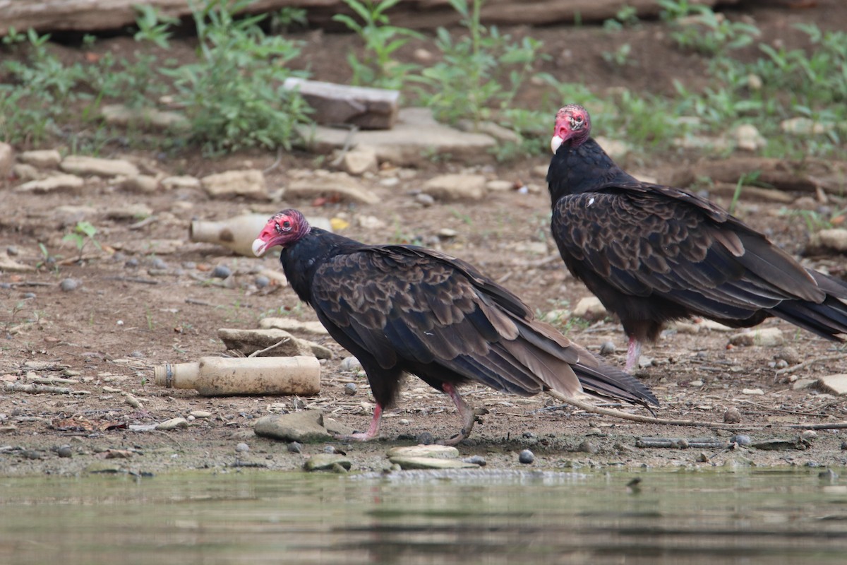 Turkey Vulture - ML622186374