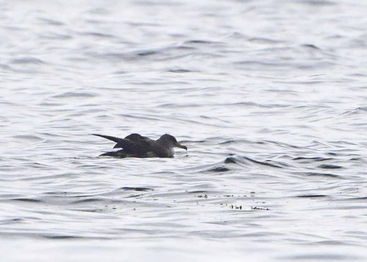 Cory's Shearwater - ML622186380