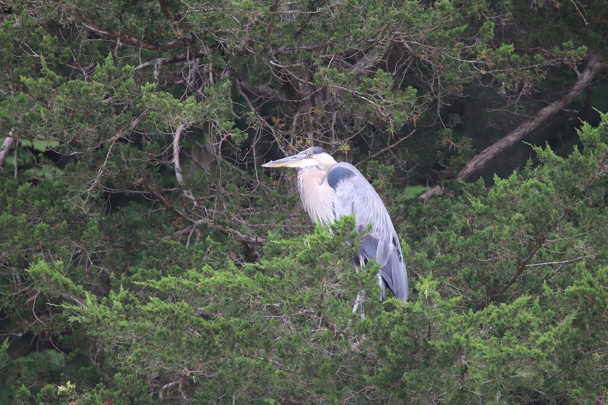 Great Blue Heron - ML622186396