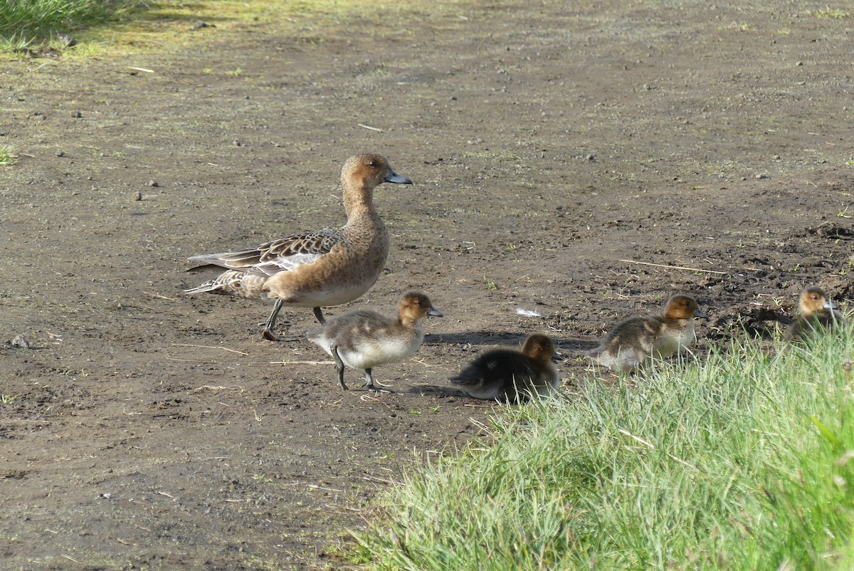 Eurasian Wigeon - ML62218641