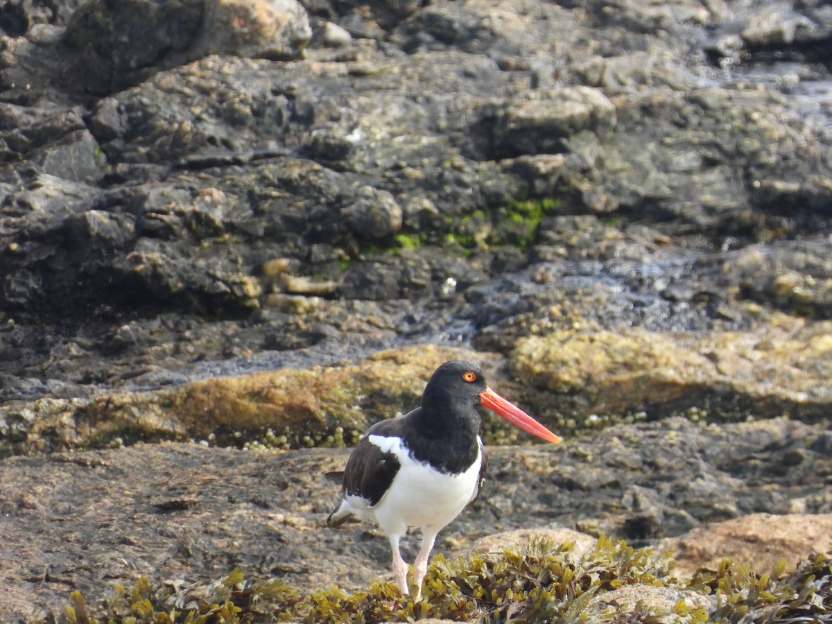 American Oystercatcher - ML622186410