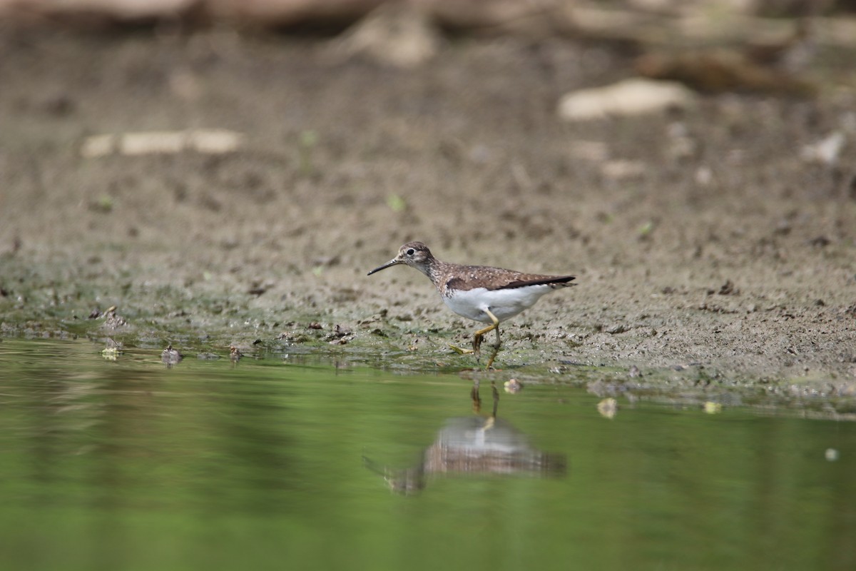 Solitary Sandpiper - ML622186418