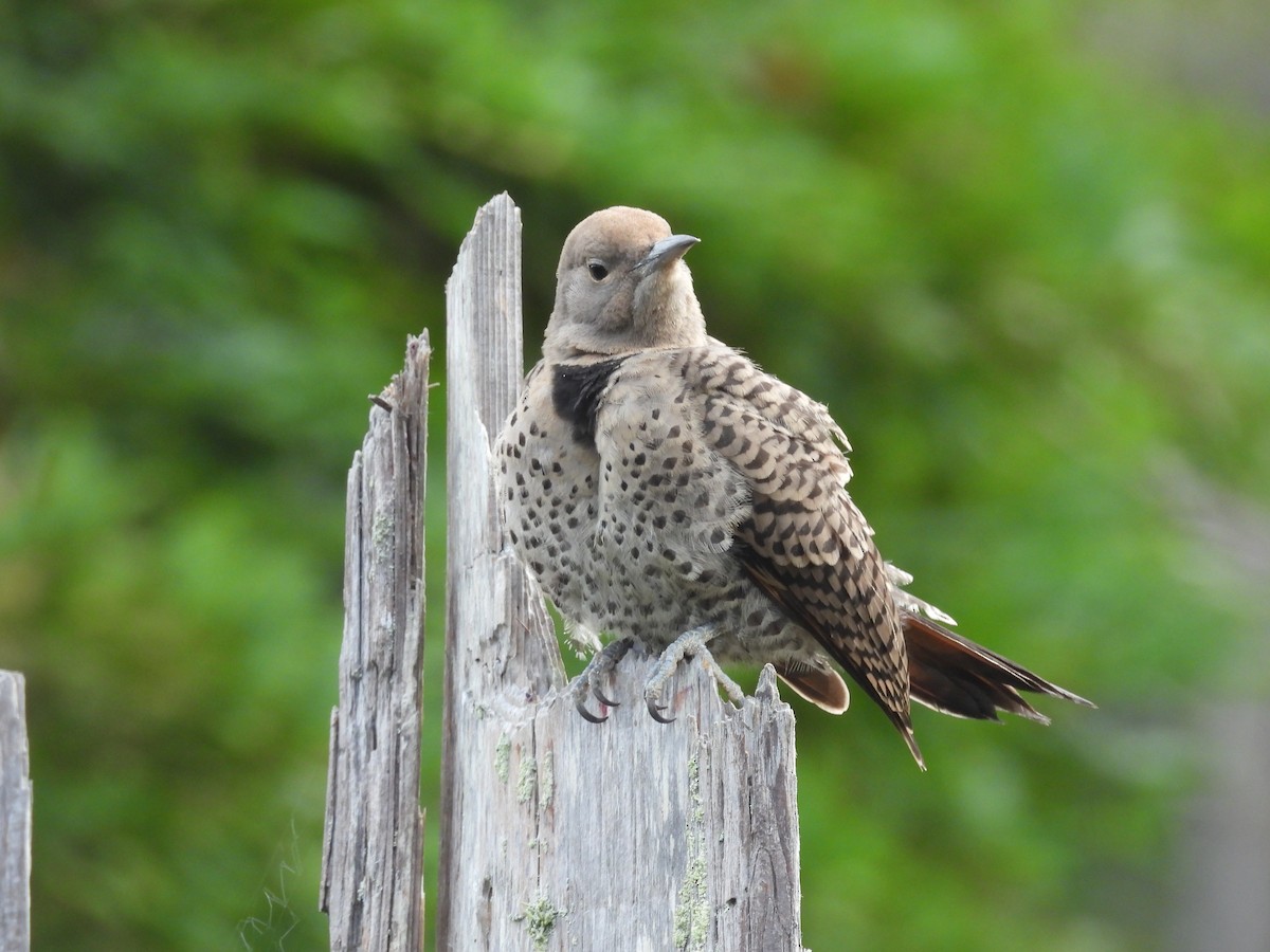 Northern Flicker - Lola Ross