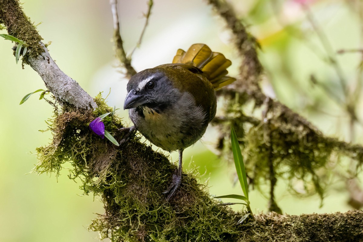 Buff-throated Saltator - Rich Kostecke