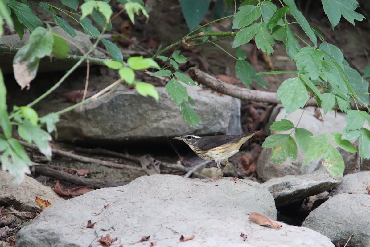 Louisiana Waterthrush - ML622186433