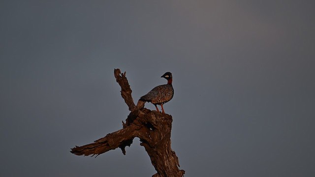 Black Francolin - ML622186434