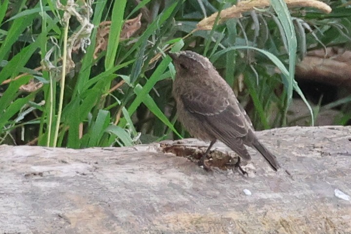 Brown-headed Cowbird - Mary Cantrell