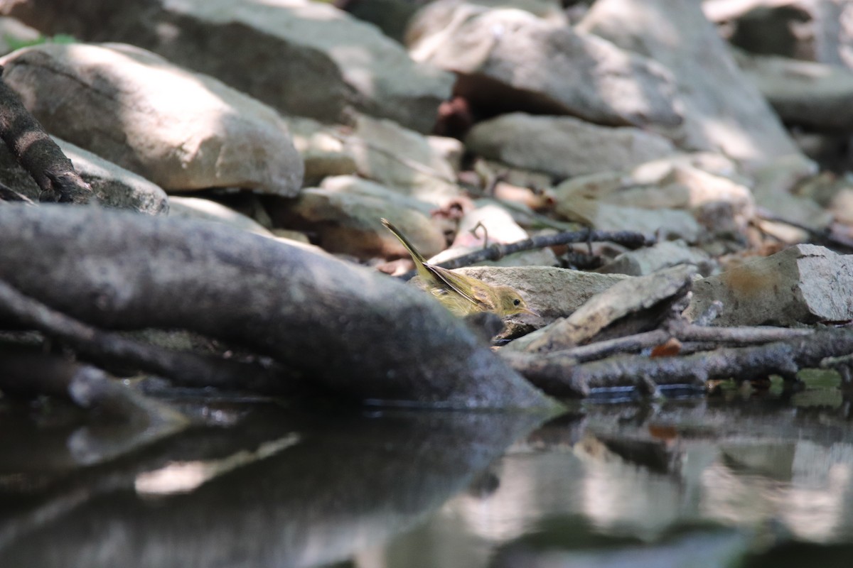 Common Yellowthroat - ML622186443