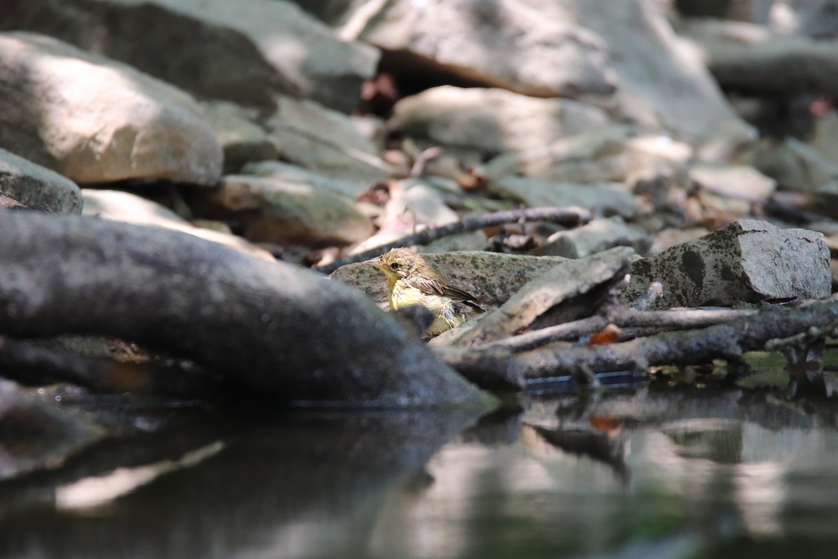 Common Yellowthroat - ML622186444