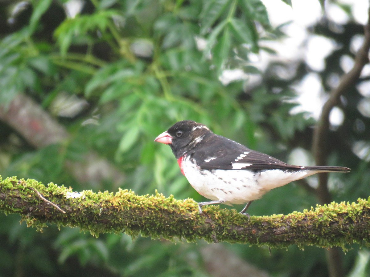 Rose-breasted Grosbeak - Joyce Brady