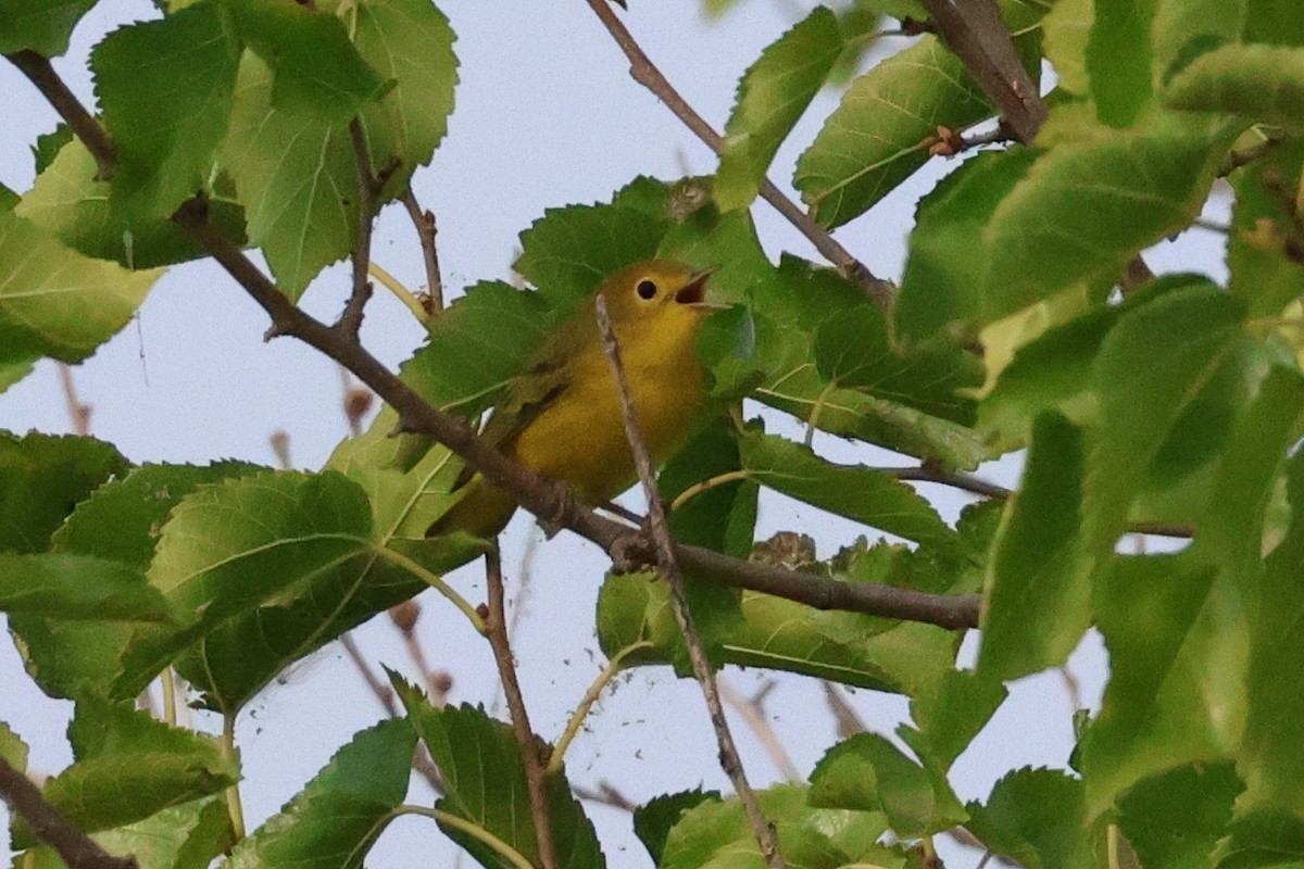 Yellow Warbler - Mary Cantrell