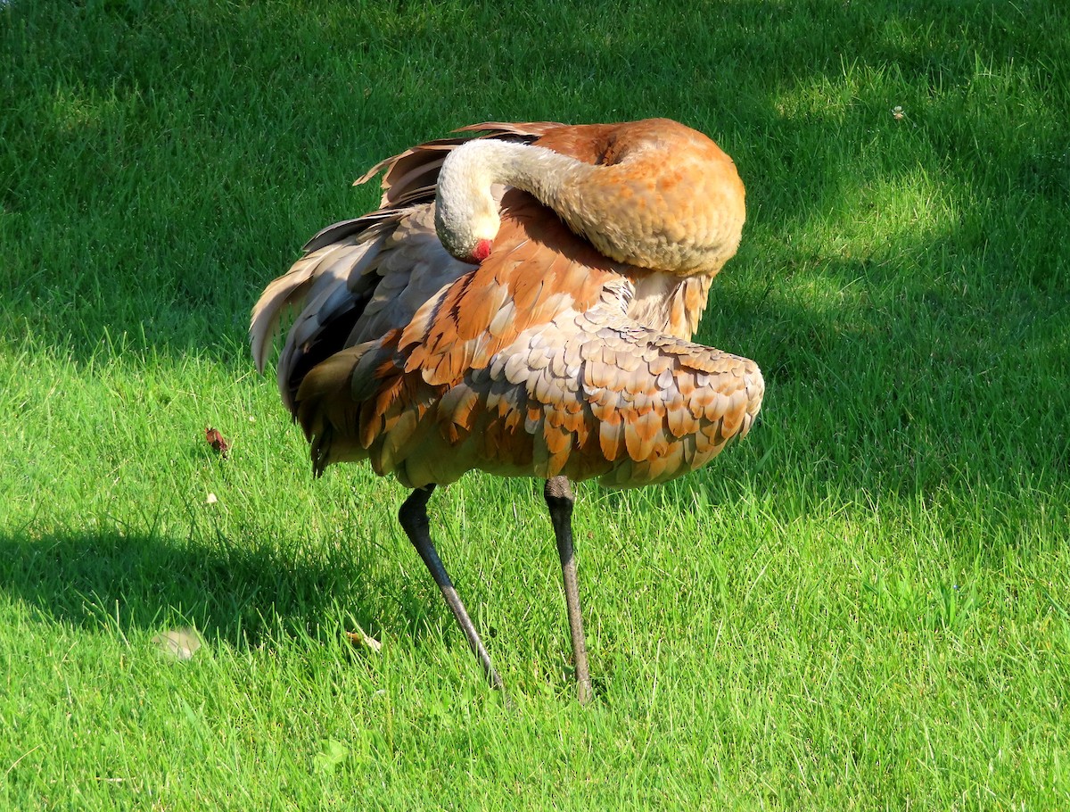 Sandhill Crane - ML622186512