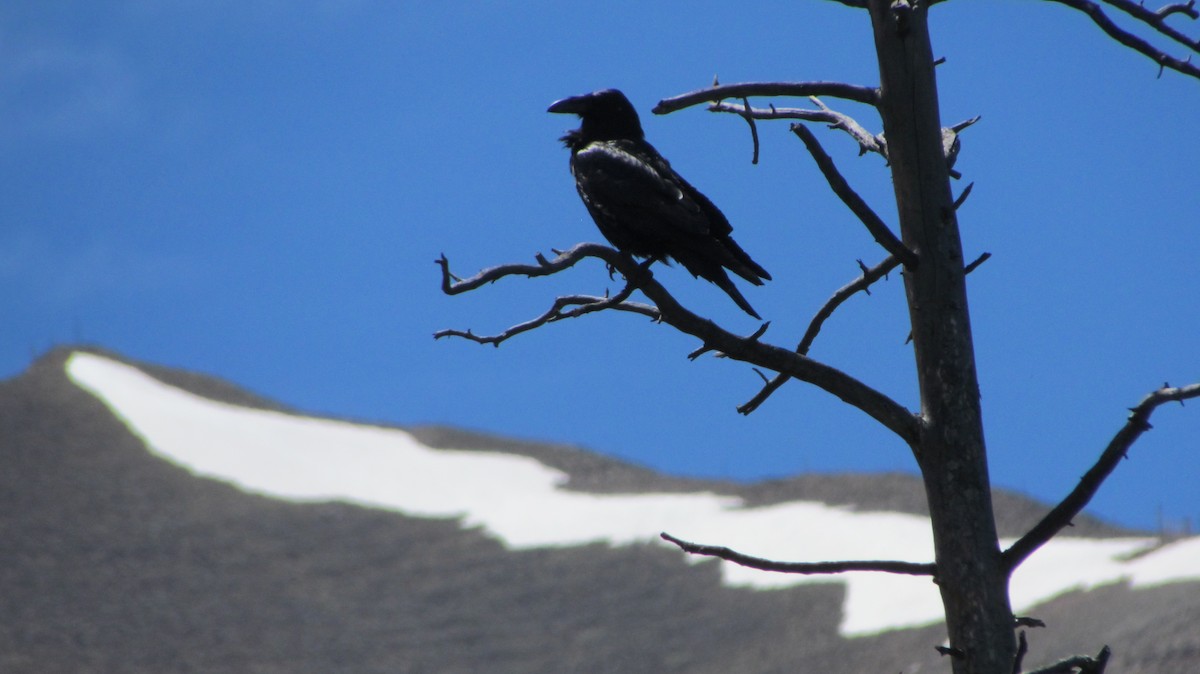 ワタリガラス - ML622186553