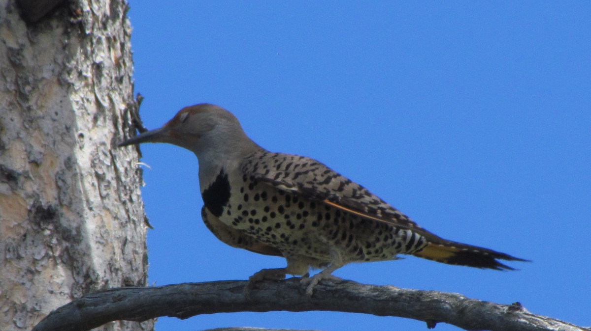 ハシボソキツツキ - ML622186562