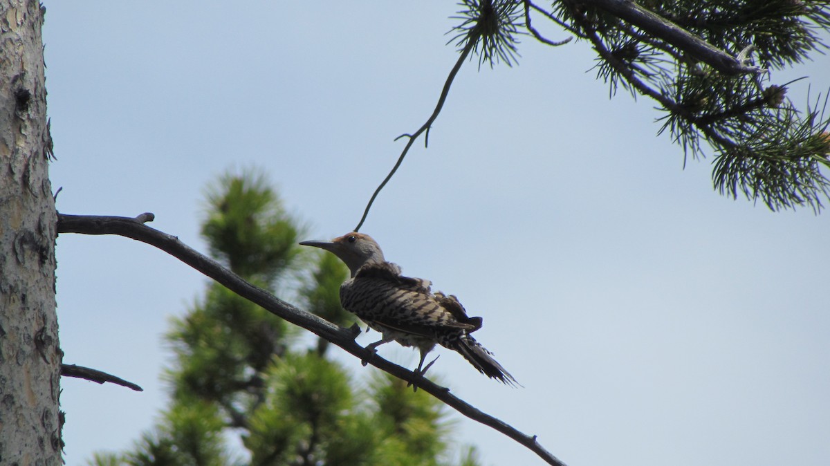 ハシボソキツツキ - ML622186563