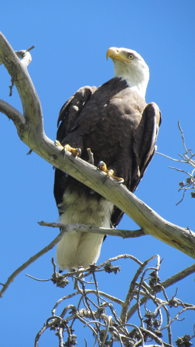 ハクトウワシ - ML622186569