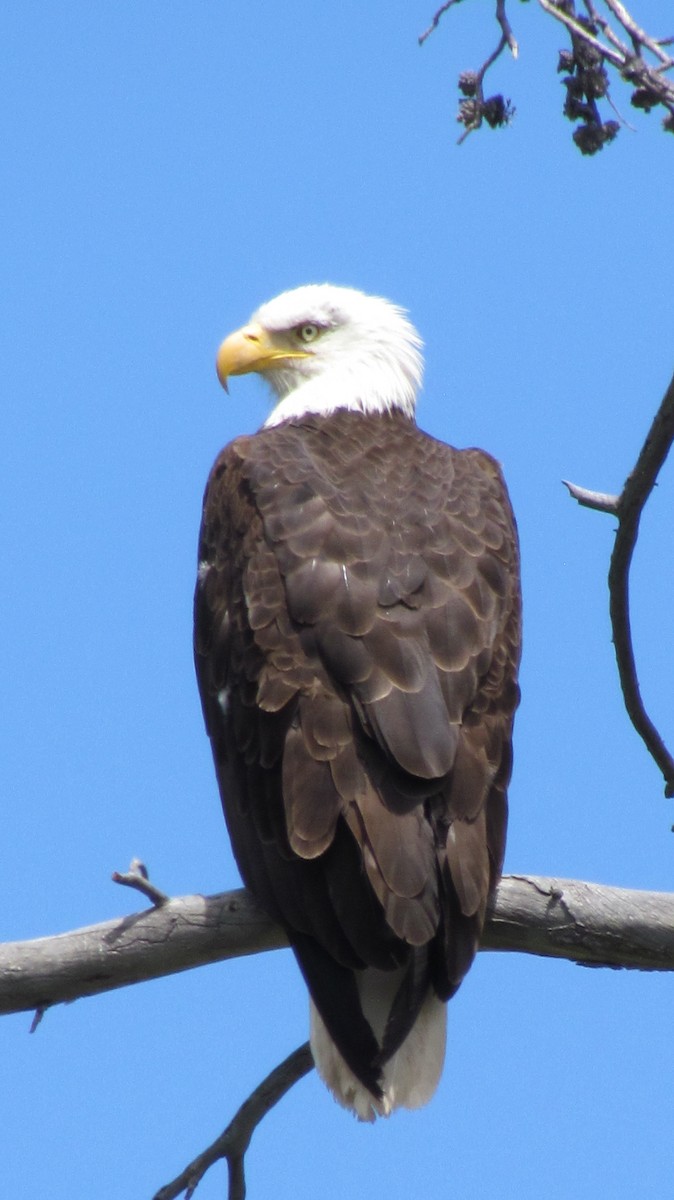 ハクトウワシ - ML622186570