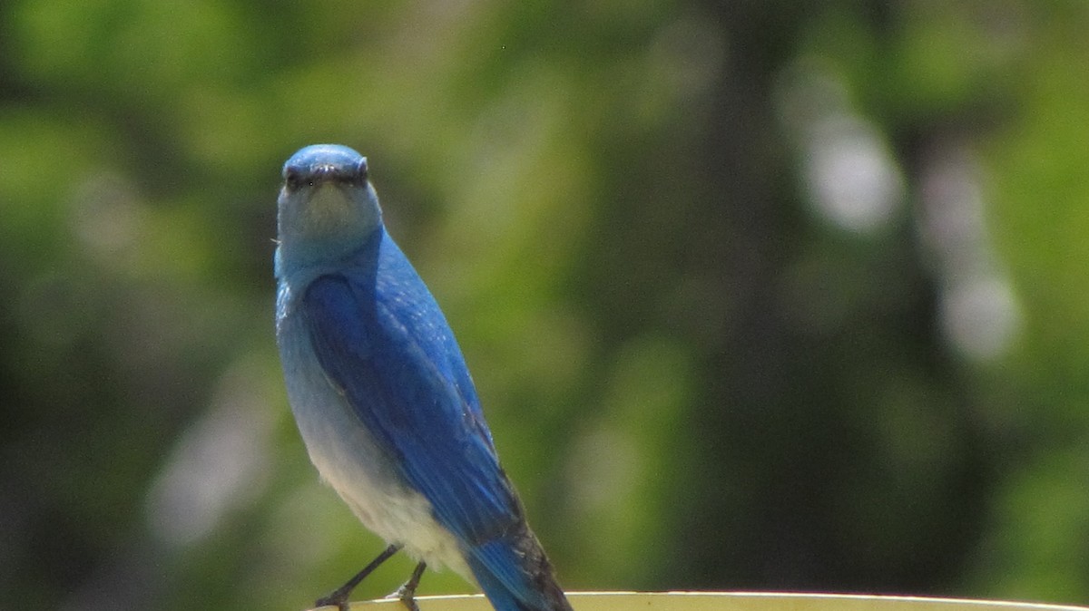 ムジルリツグミ - ML622186575