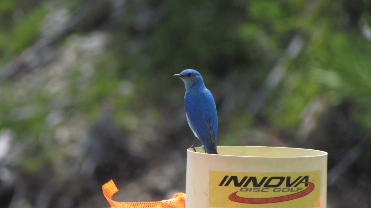 ムジルリツグミ - ML622186576