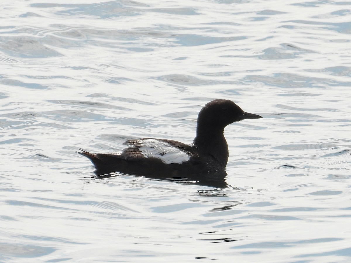 Black Guillemot - ML622186602