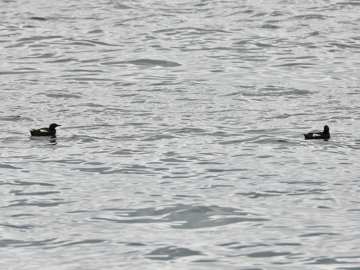 Black Guillemot - ML622186603