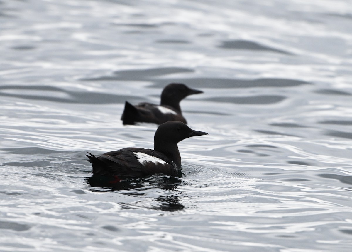 Black Guillemot - ML622186689