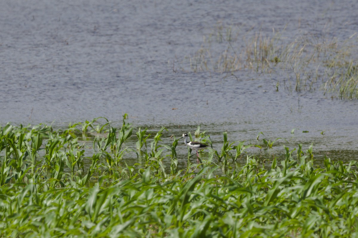 Black-necked Stilt - ML622186722