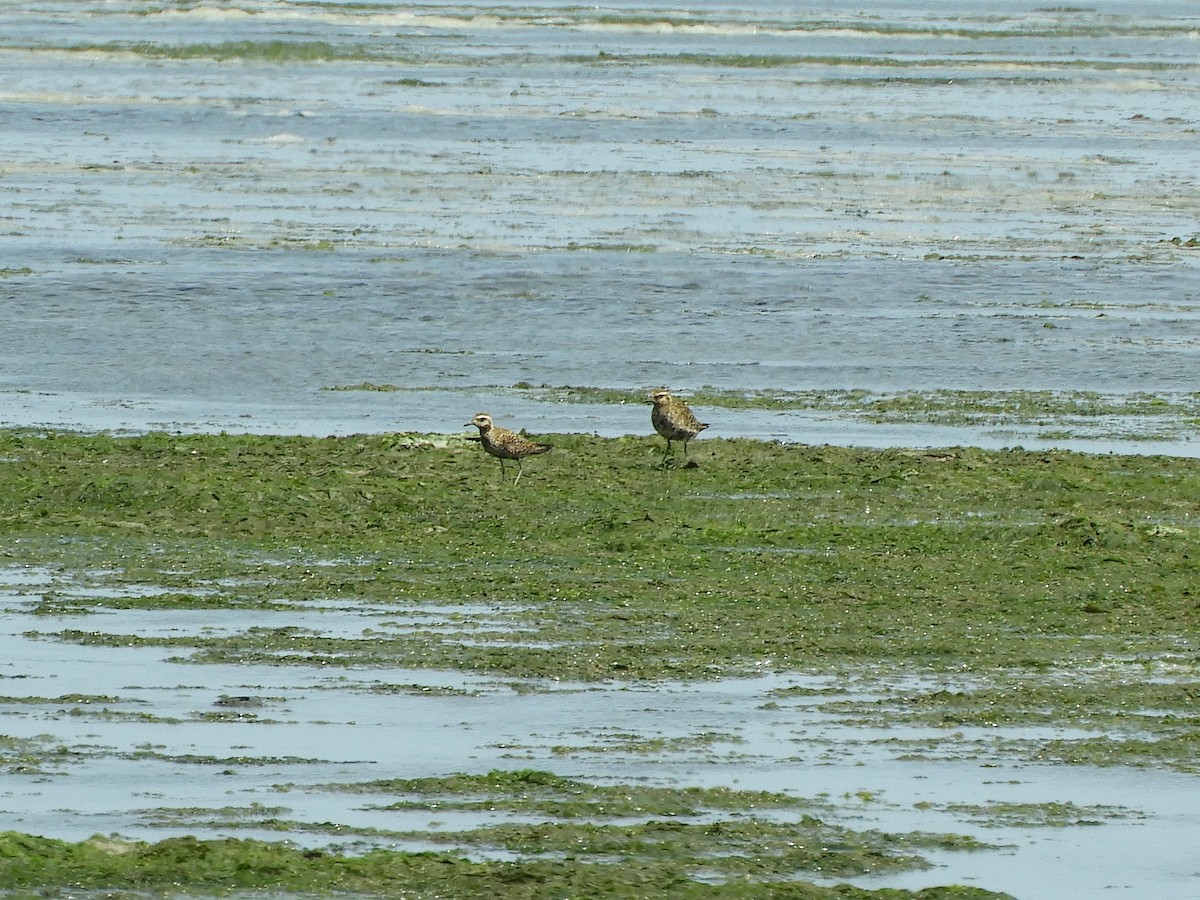 Pacific Golden-Plover - ML622186750