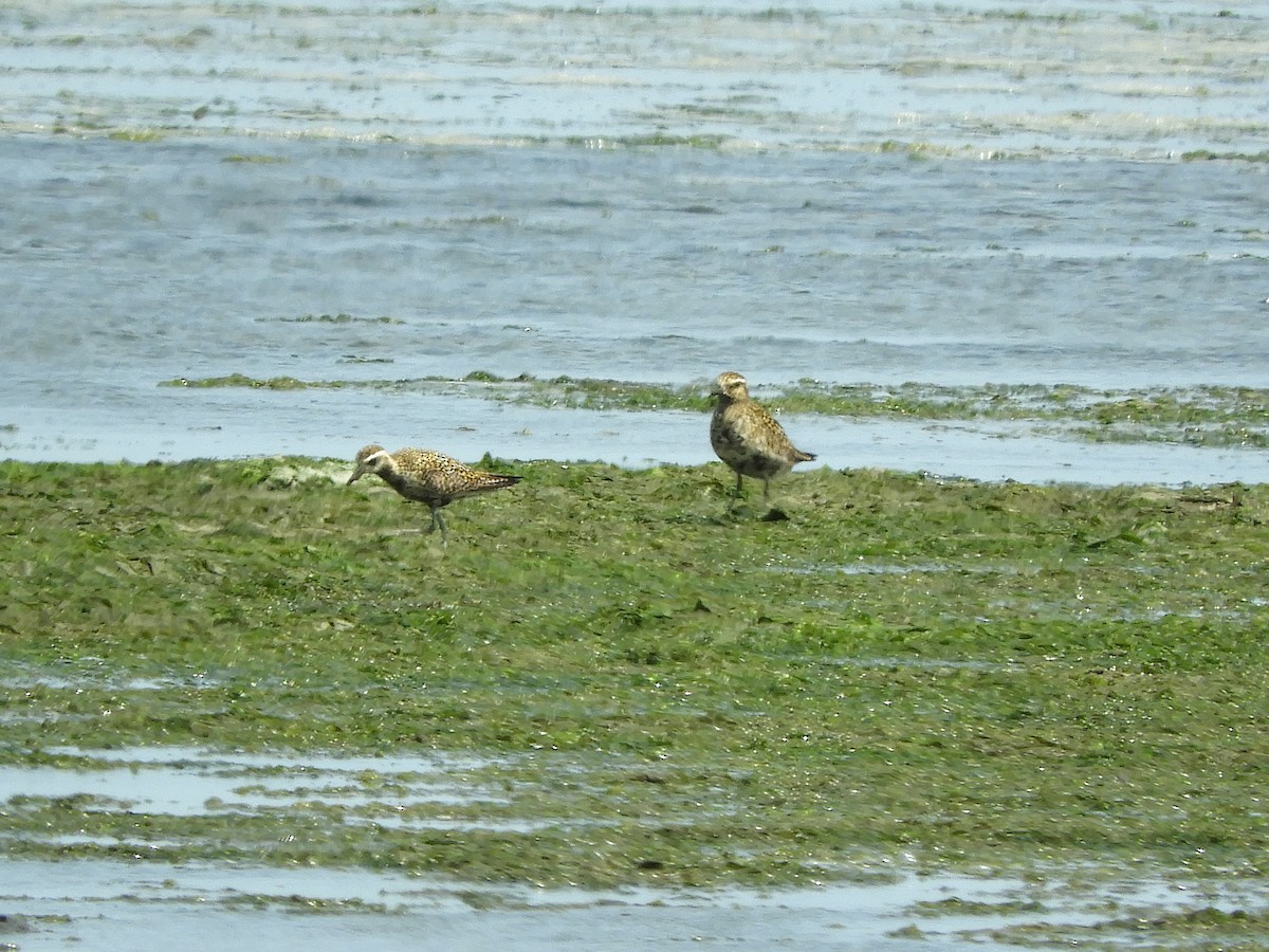 Pacific Golden-Plover - ML622186753