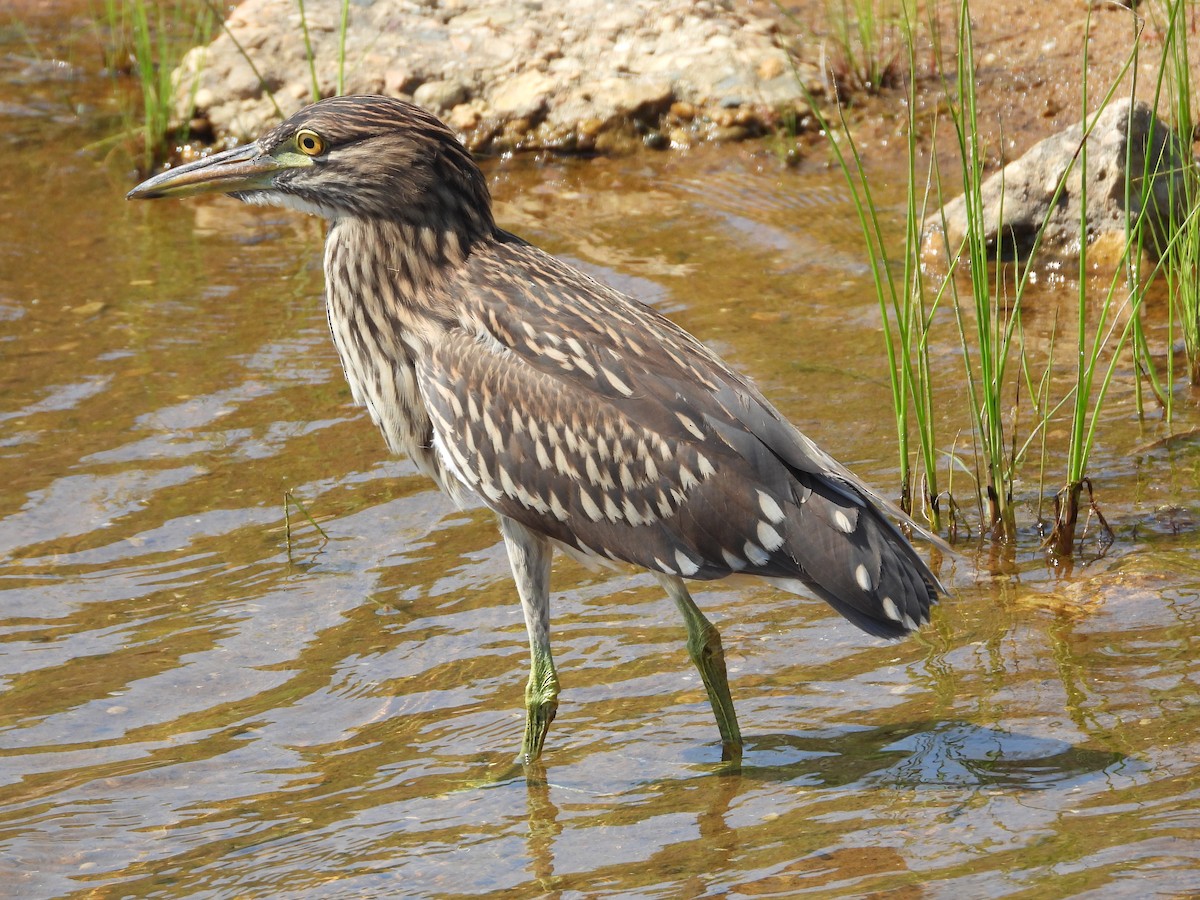 Black-crowned Night Heron - ML622186756