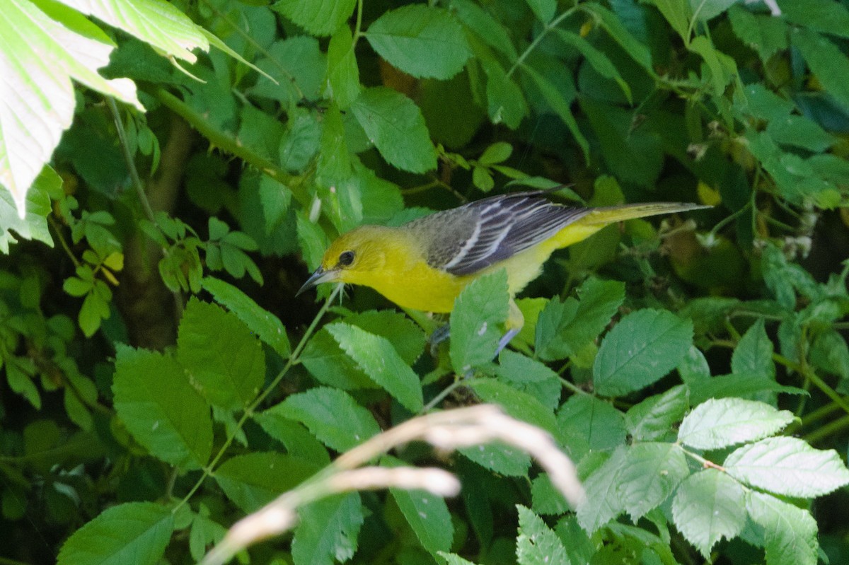 Oriole des vergers - ML622186759