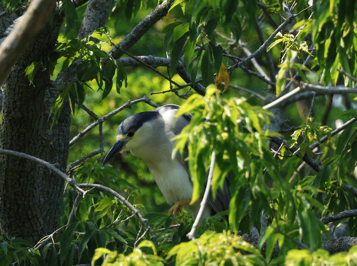 Black-crowned Night Heron - Rob Crawford