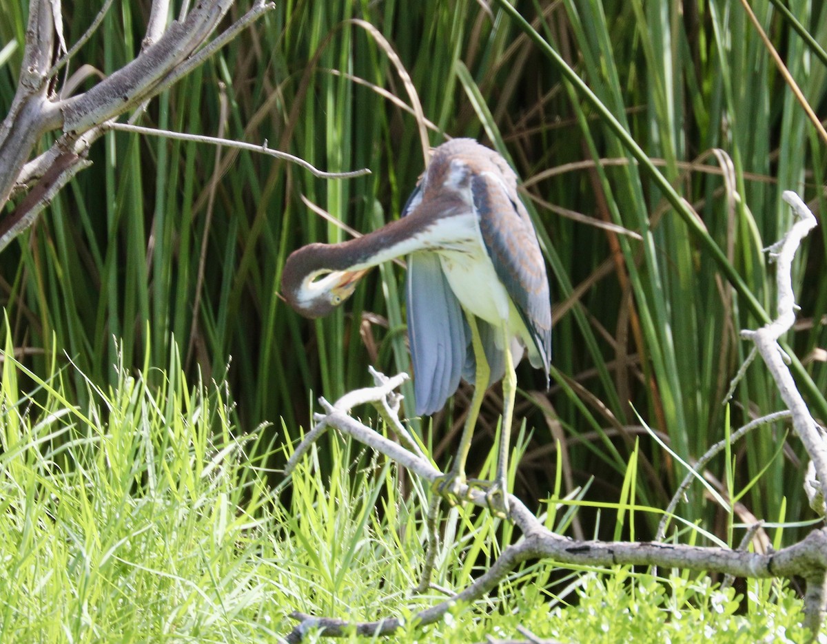 Tricolored Heron - ML622186781