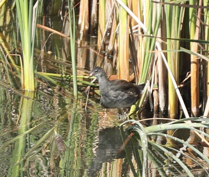 Common Gallinule - ML622186788