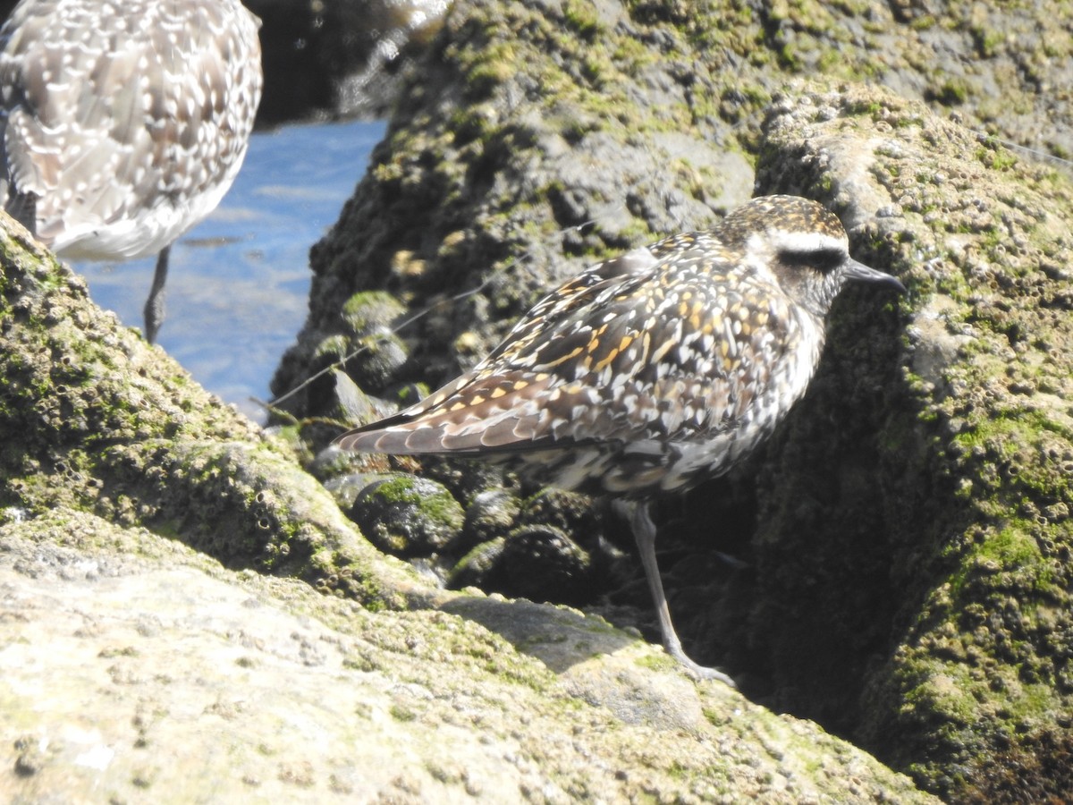 Pacific Golden-Plover - Layton Pace