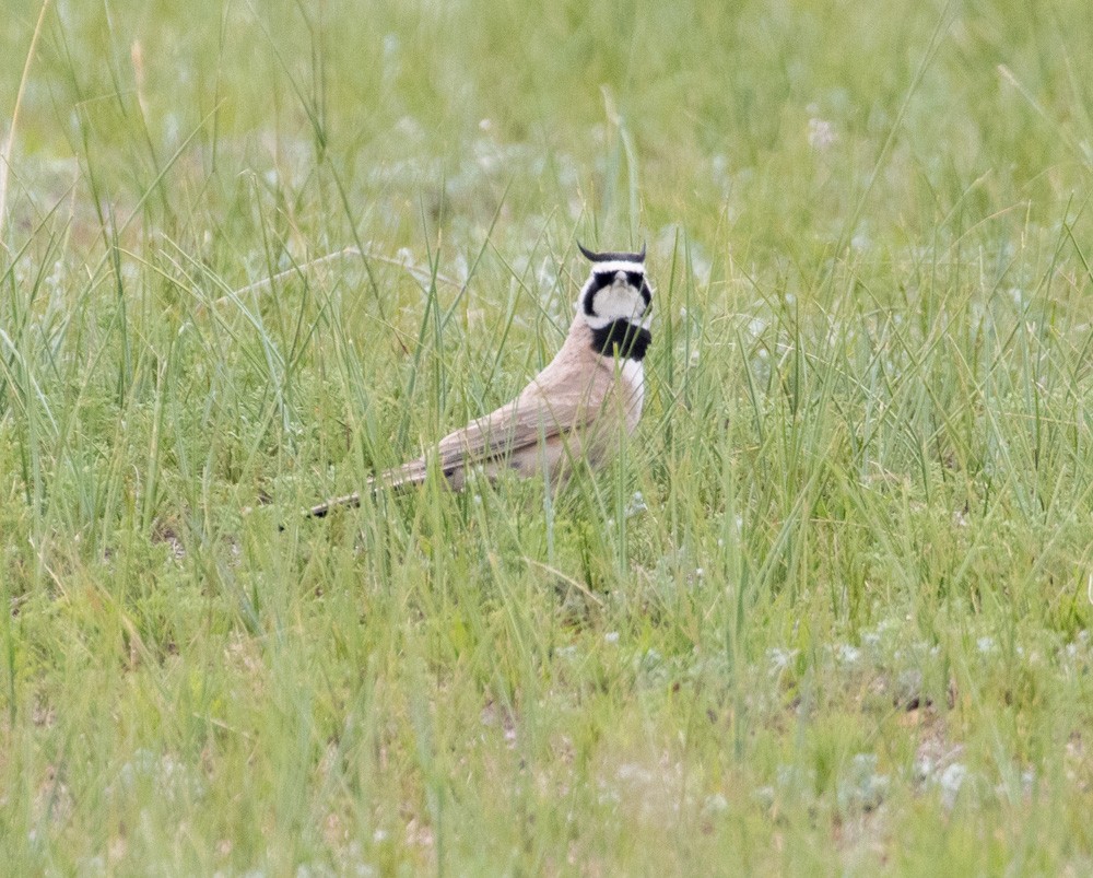 Horned Lark (Brandt's) - Lindy Fung