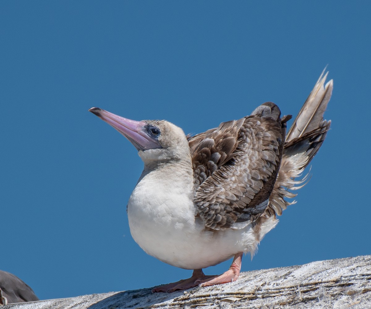 Red-footed Booby - ML622186867